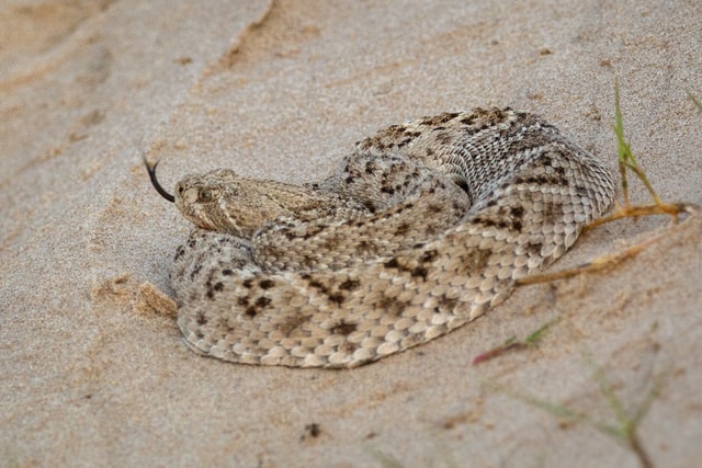 Diamondback rattlesnake curled up on a rock.