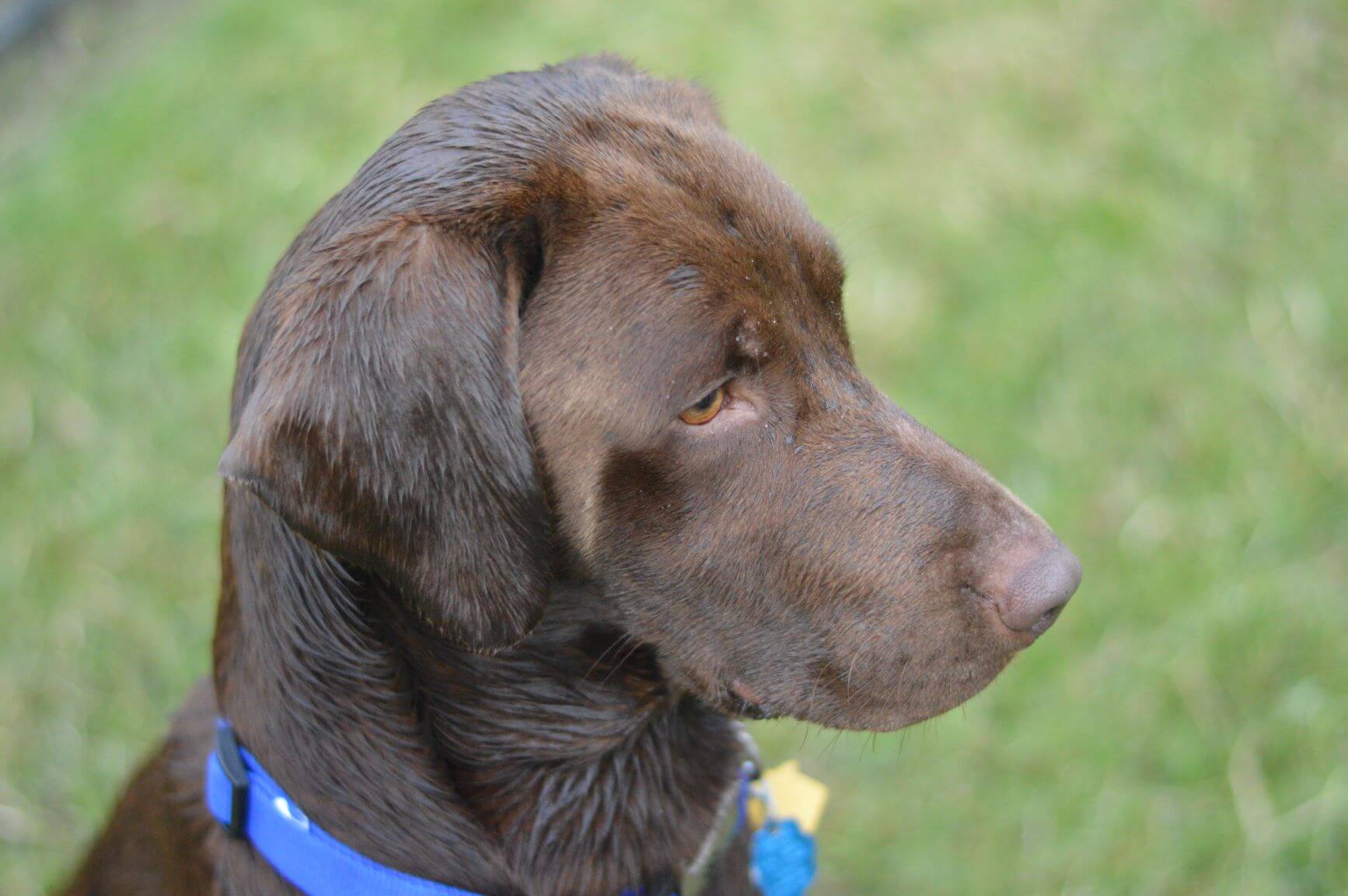 Chocolate Labrador in the grass soaking wet after swimming and getting out of the pool.