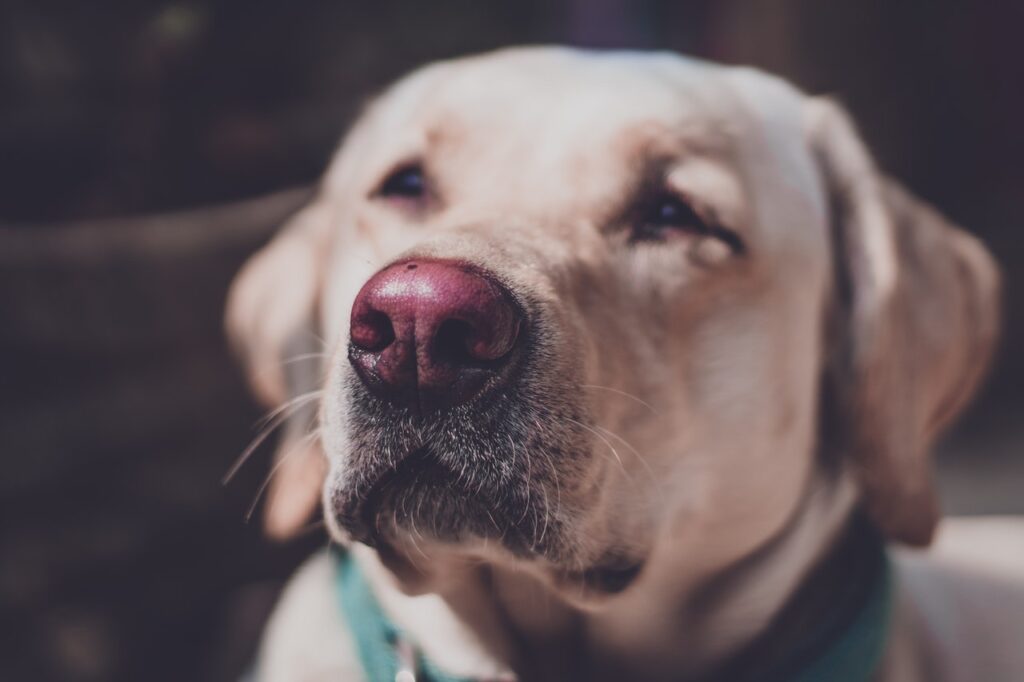 Yellow Labrador Retriever with a pink nose.