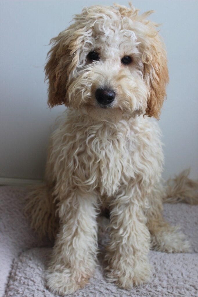 Yellow Labradoodle puppy.