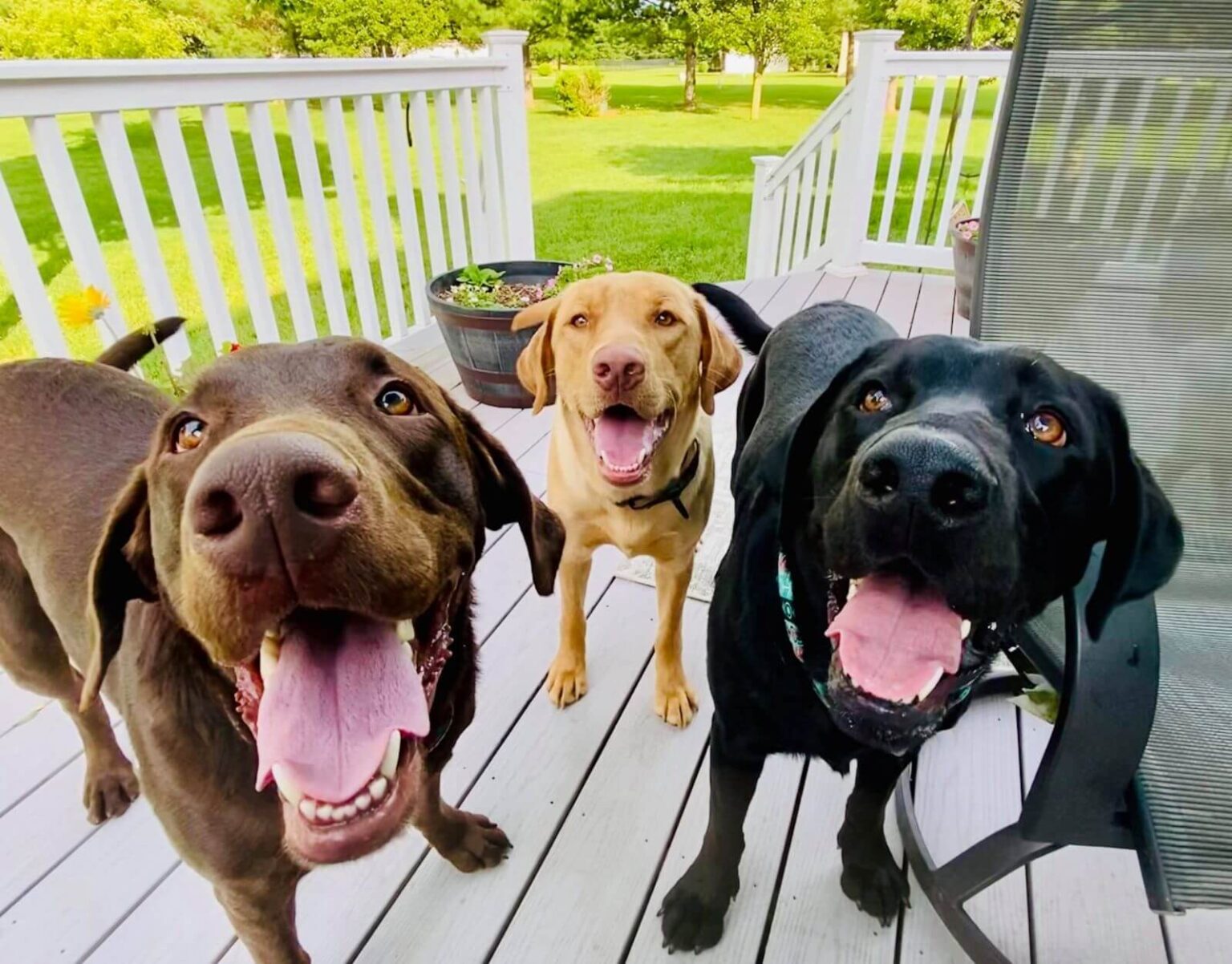 What Color Labrador Is Best? A Guide to 3 Main Lab Colors Labrador Wise