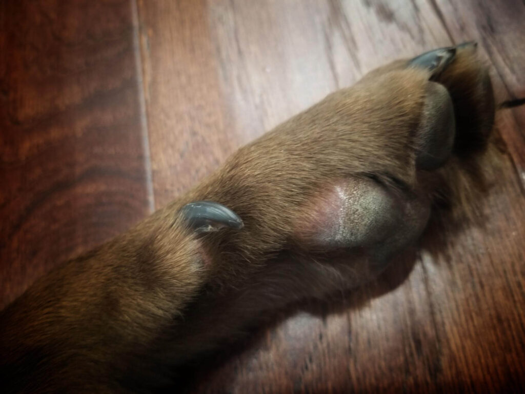 Up close photo of a dew claws in Labradors showing a chocolate Labrador paw.