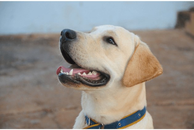 Yellow Labrador outside on a beach looking happy.