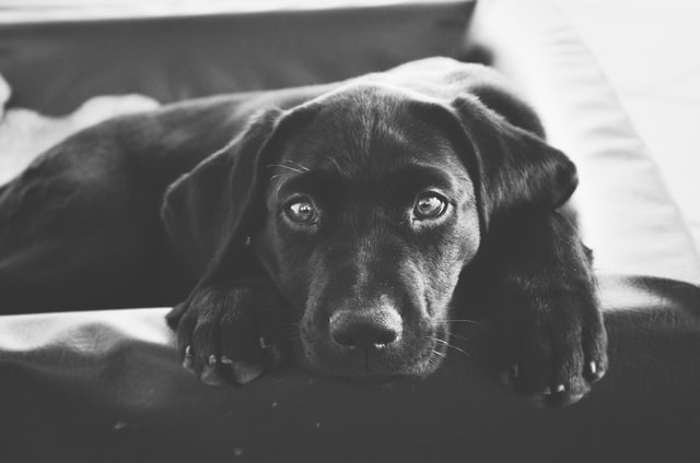 Black and white photo of a black Labrador lying on furniture.
