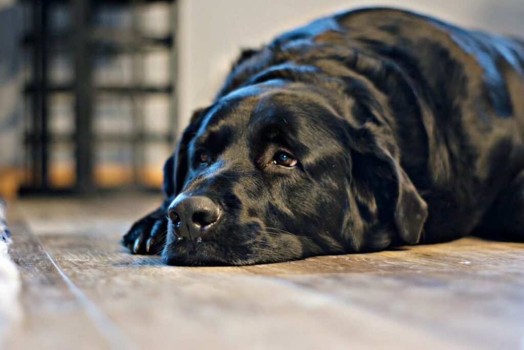 Black Labrador snoozing on the floor inside to show Labradors and apartment living.