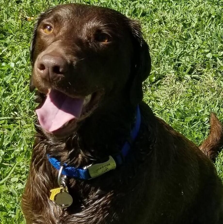 Rescued Chocolate Lab sitting in the grass showing life after adopting a rescue Lab.