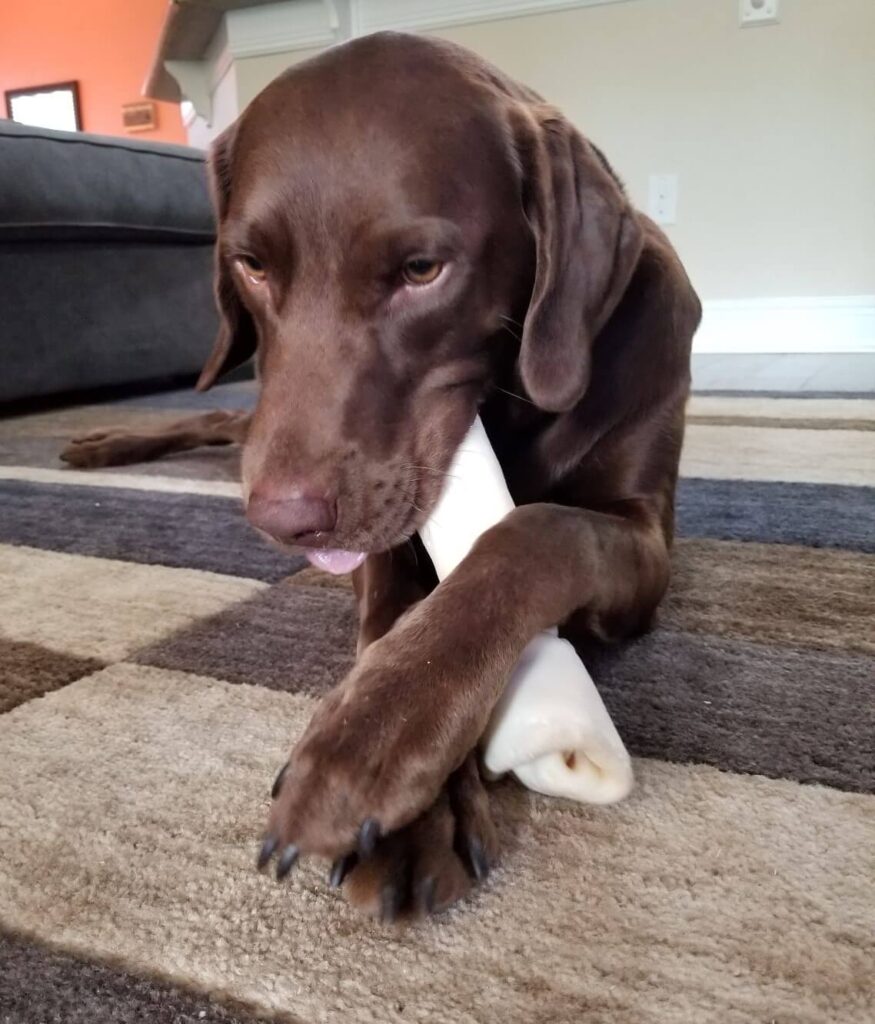 Chocolate Labrador holding a bone on the floor with his paws demonstrating dew claws in Labradors.