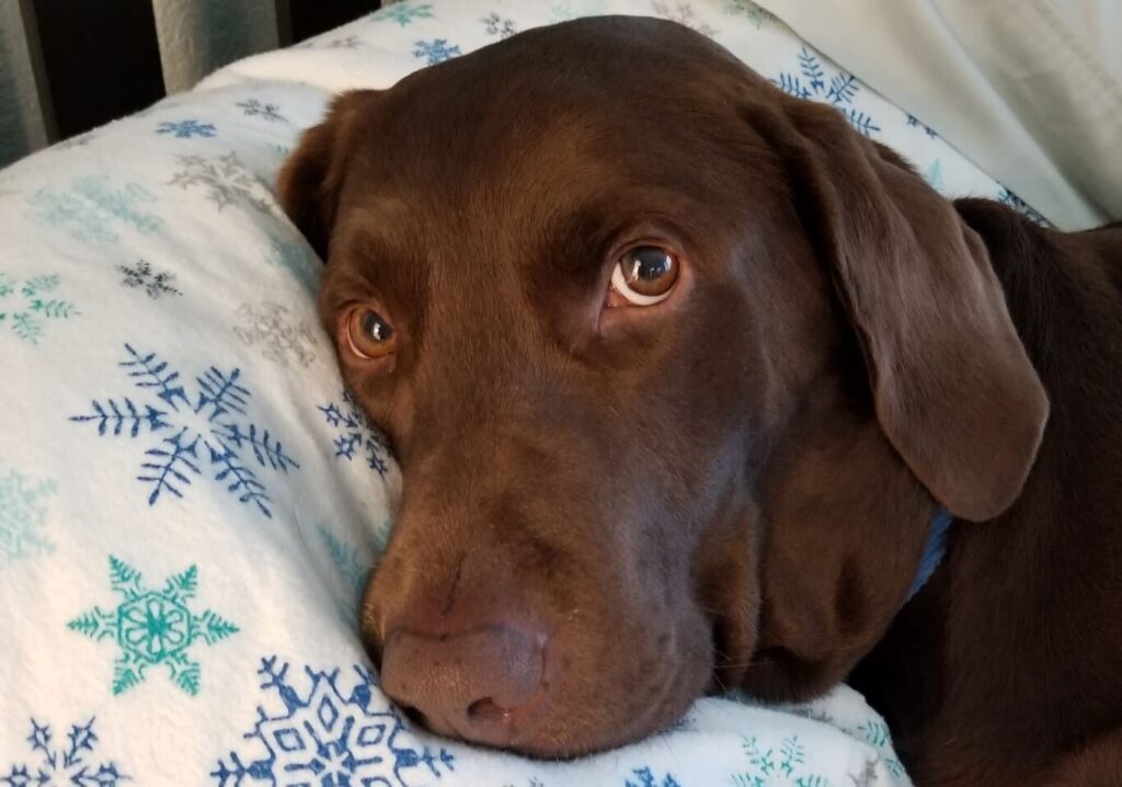 Chocolate Labrador sleeping on pillows.