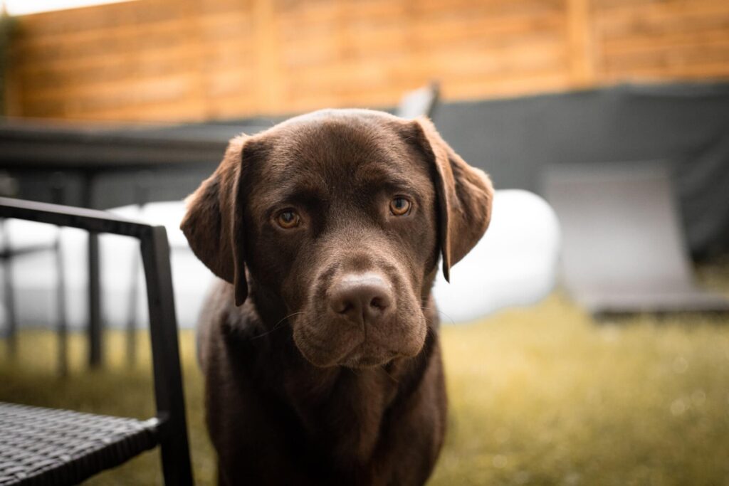 Chocolate Lab looking at the camera, for the cost of owning a Labrador.
