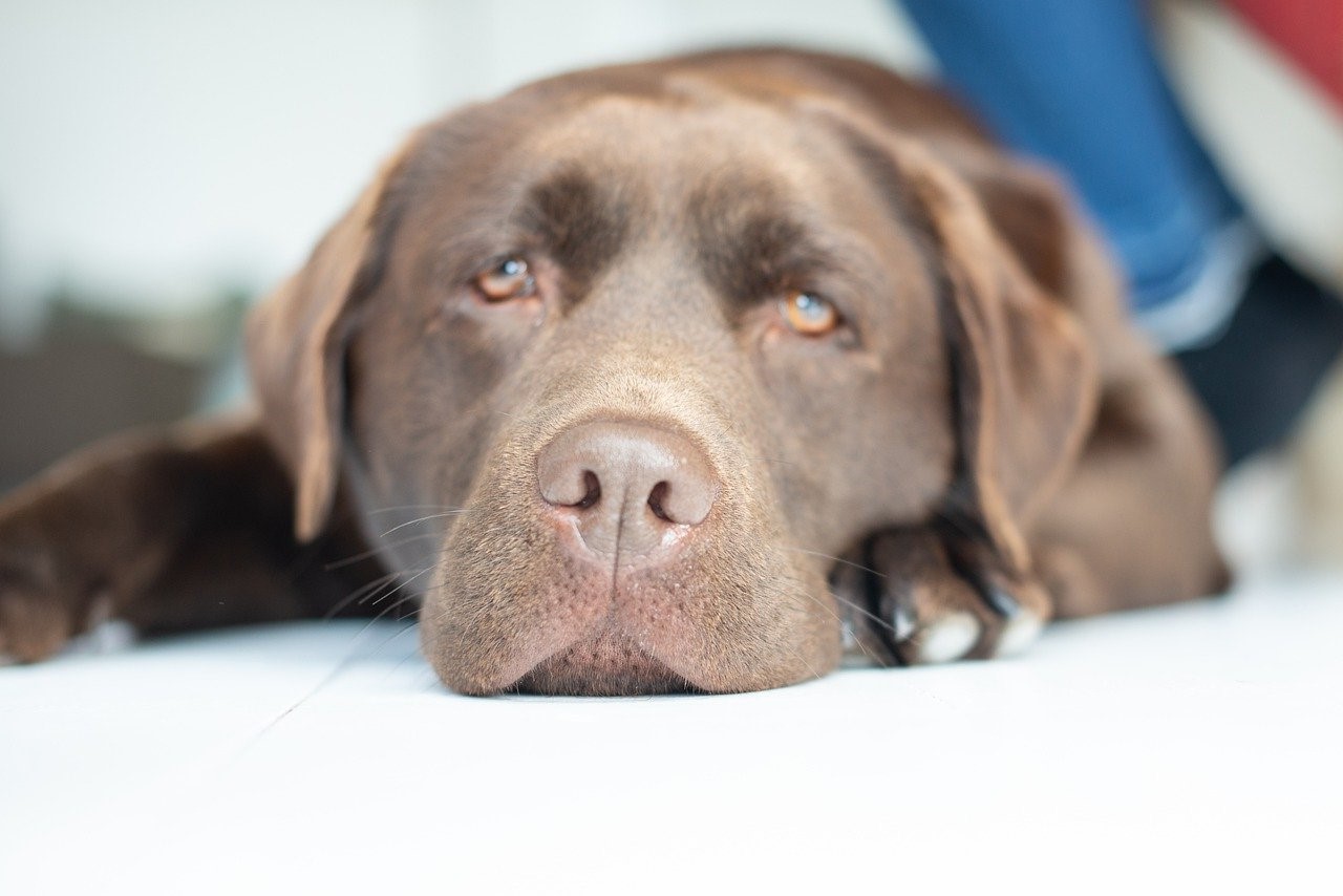 Large chocolate Labrador lying down looking sleepy close to the camera.