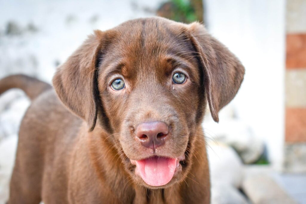 Chocolate Lab puppy with its tongue hanging out.