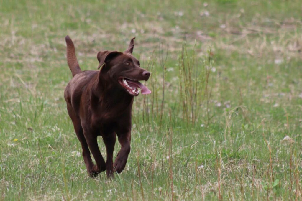Chocolate Lab running through a field of tall grass outside.