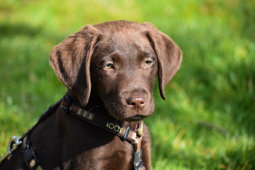Chocolate Labrador puppy in the grass.