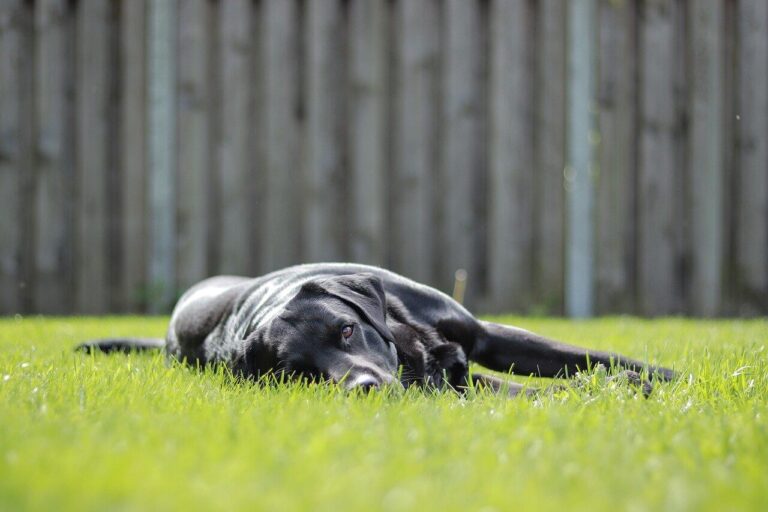 Hot Weather & Labs: 5 Tips to Keep Your Dog Cool in the Summer Heat