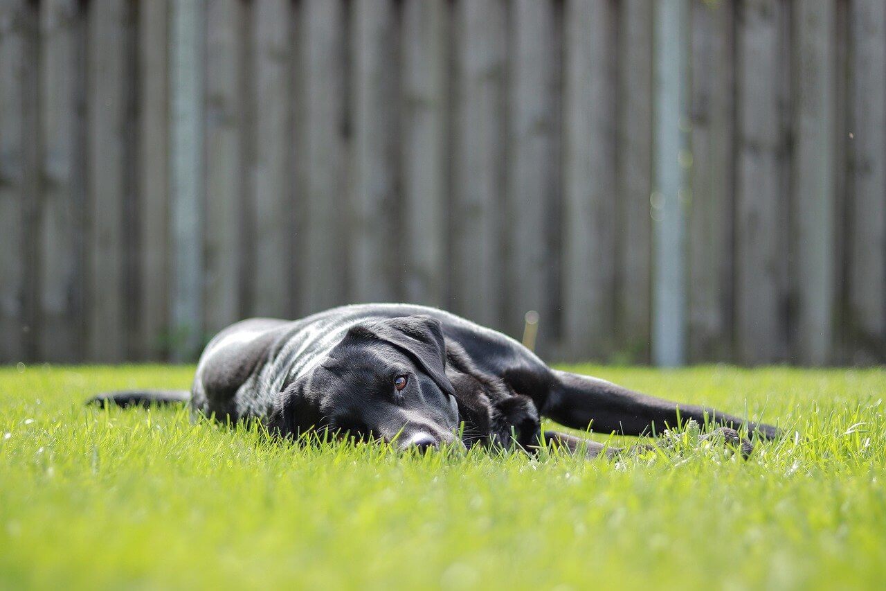 Black Labrador lying down cooling off in the grass.