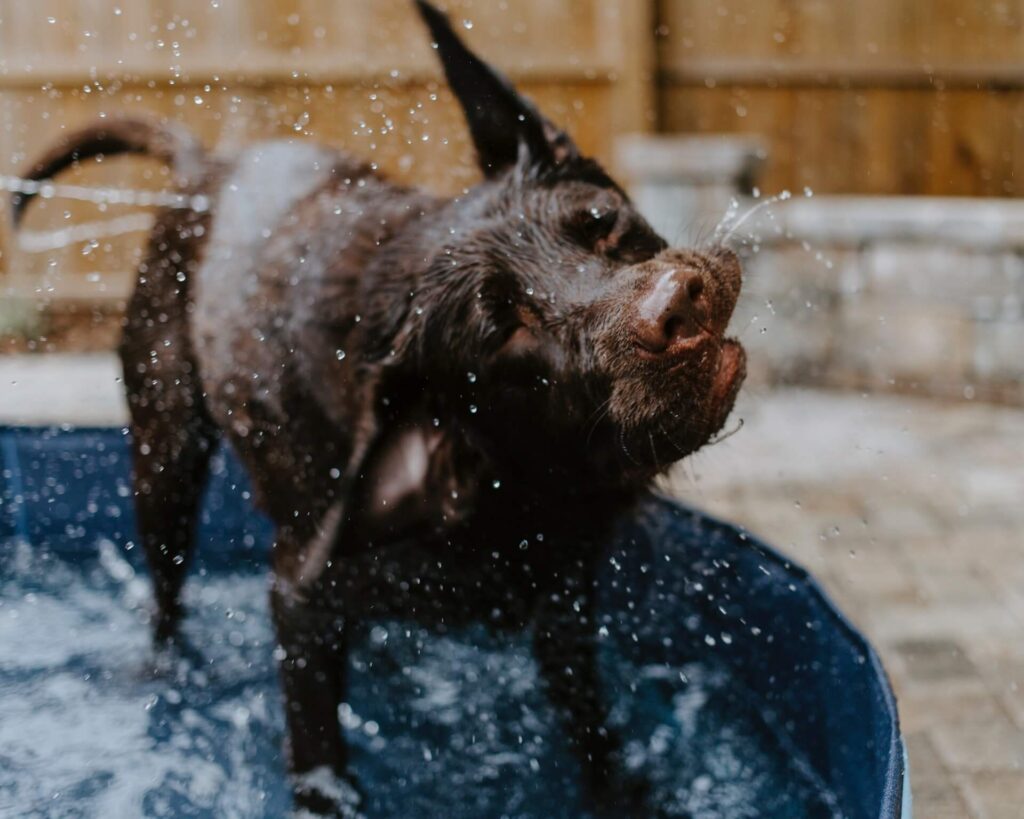 Chocolate Lab getting out of the water shaking off.
