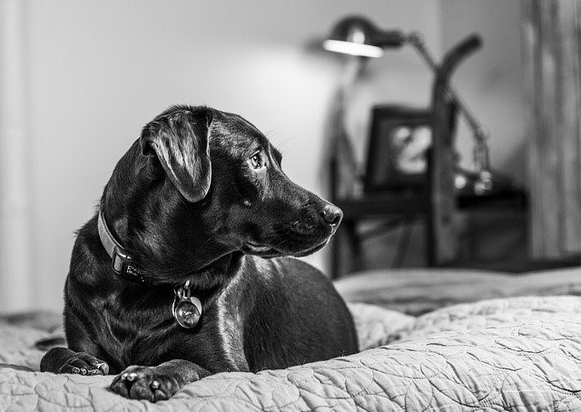Black and white photo of Labrador lying on a bed looking sideways