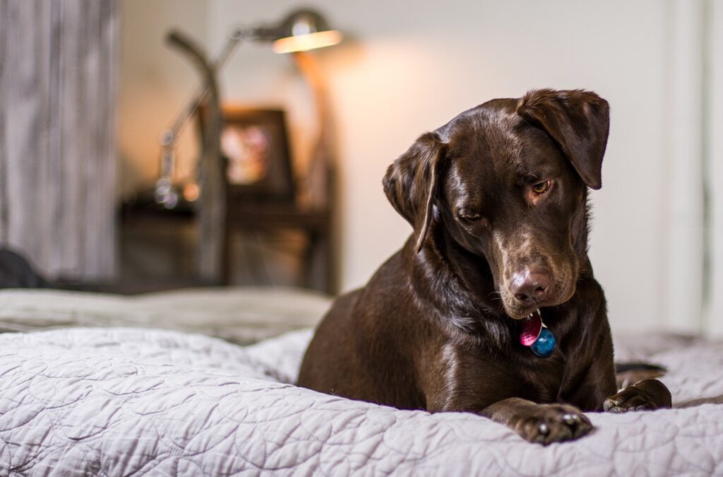 Chocolate Labrador lying on a bed looking down.