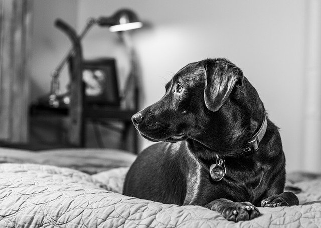 Black and white photo of a Lab on a bed.