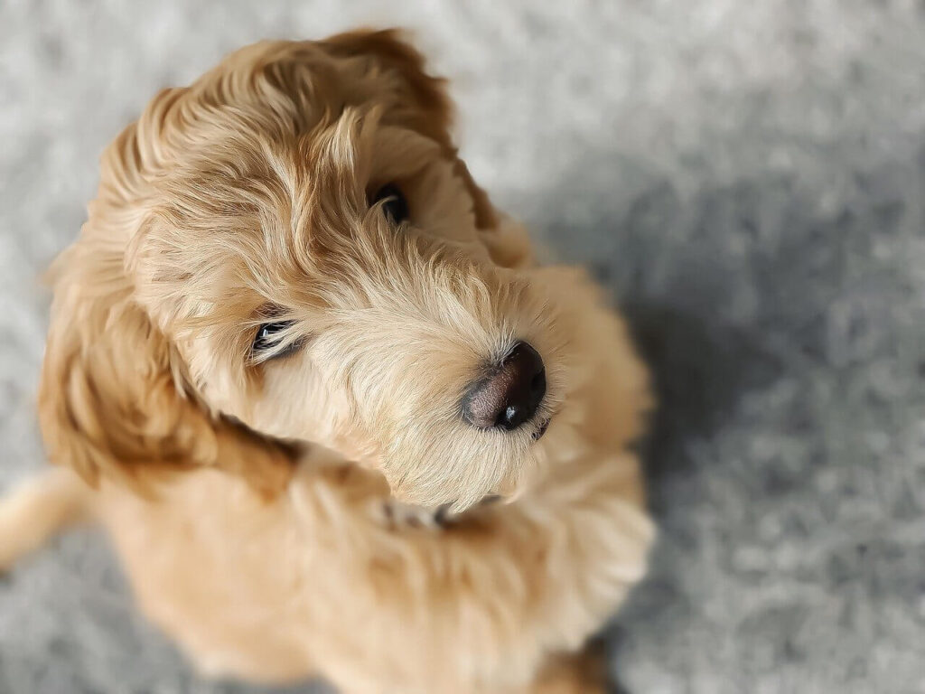 Goldendoodle puppy sitting down and looking up at camera.