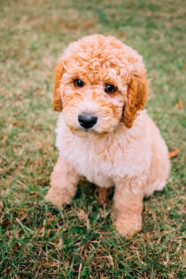 Photo of Mini Goldendoodle puppy outside sitting in grass.