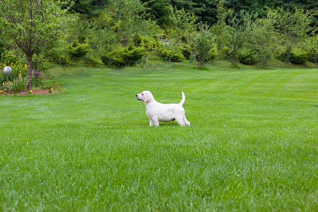 White Labrador puppy playing on green grass.
