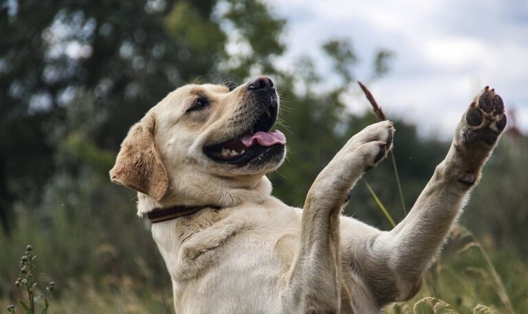Why Is My Labrador So Hyper? 5 Causes & Solutions for Crazy Lab Behavior