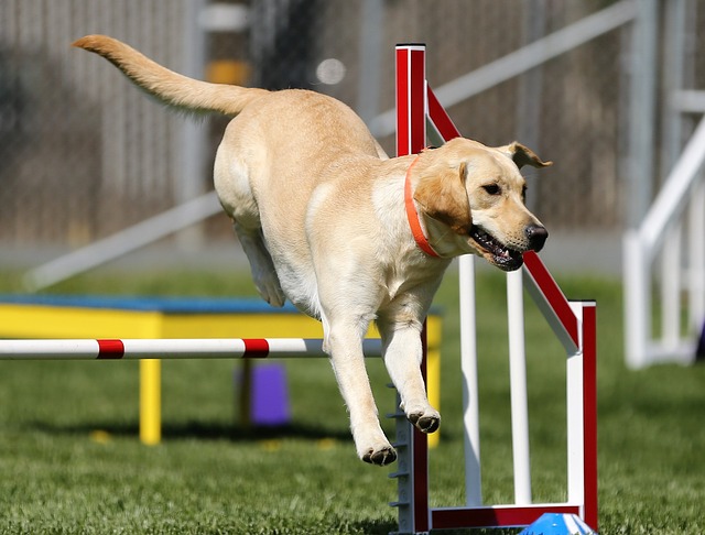 Yellow Labrador jumping through an agility course.