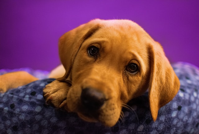 Fox red Labrador puppy lying on blanket with a purple wall.