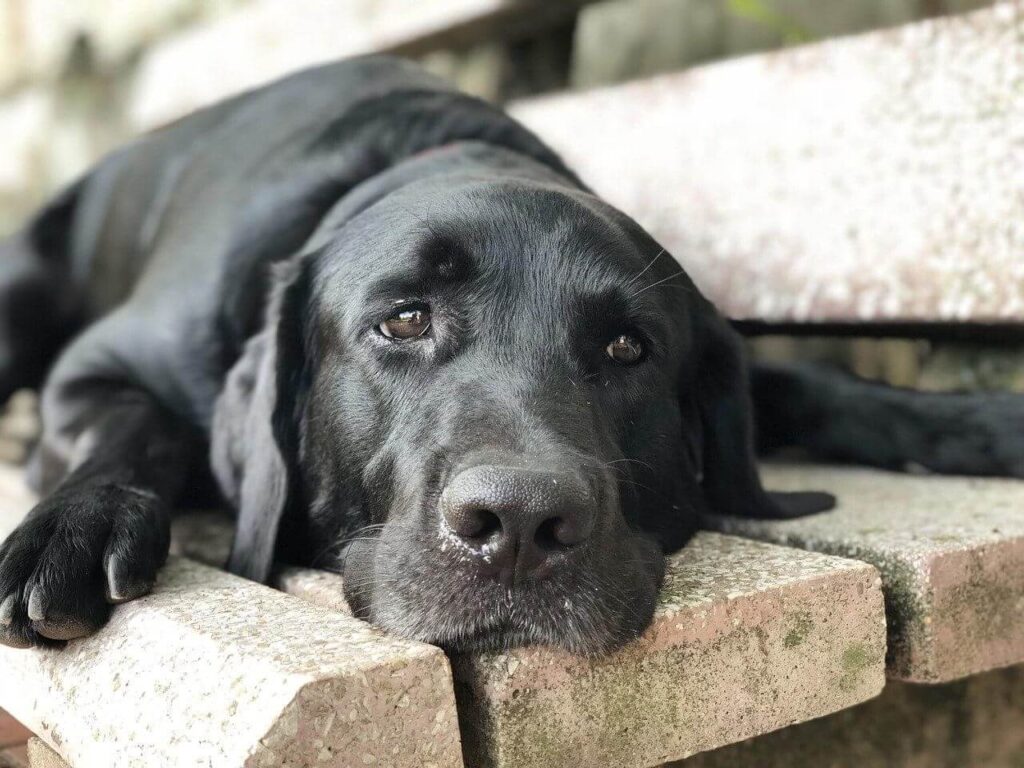 Large black Labrador lying on a bench.