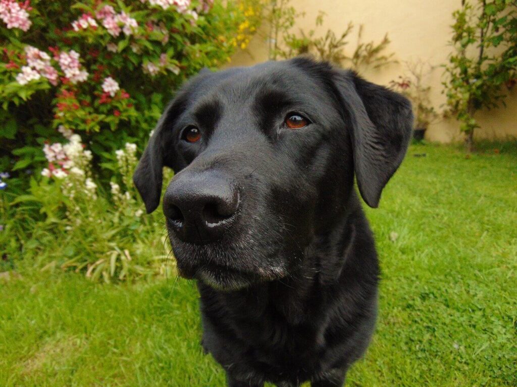 Black Labrador outside in the yard.