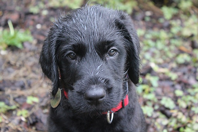 Black Lab puppy with a red collar outside in a forest.