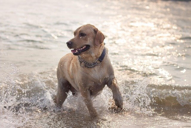 Lab at the beach showing how to keep your dog cool in the summer.