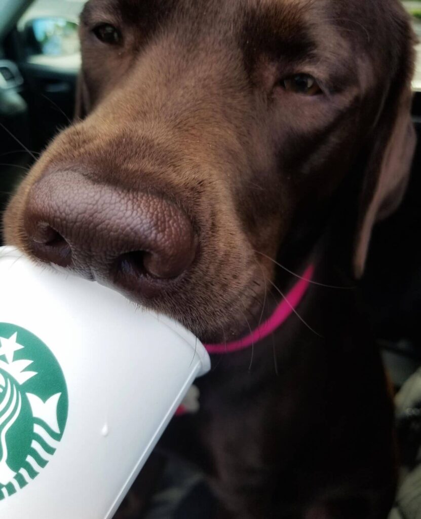 Chocolate Labrador enjoying a Puppuccino treat at Starbucks, one way to keep your dog cool in the summer.