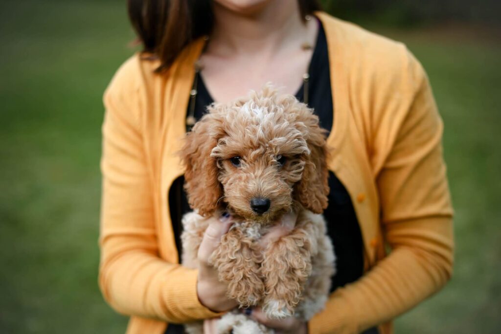 Woman holding a puppy in her lap showing Mini Goldendoodles.