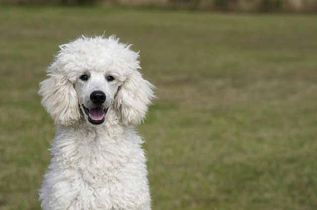 White Standard Poodle sitting in the grass.