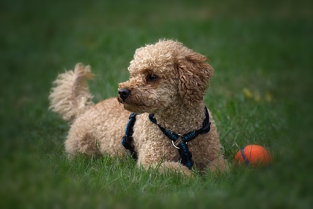 Miniature Poodle lying in the grass with a ball.