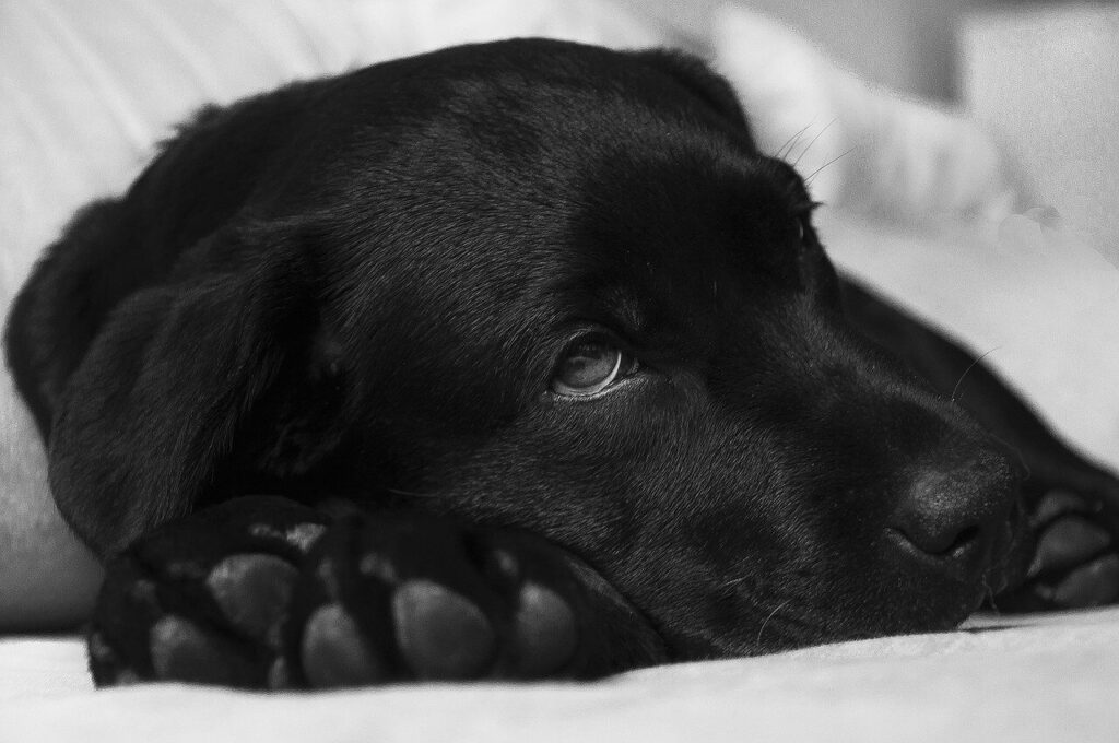 Black Lab sleeping on a bed with white bedding.