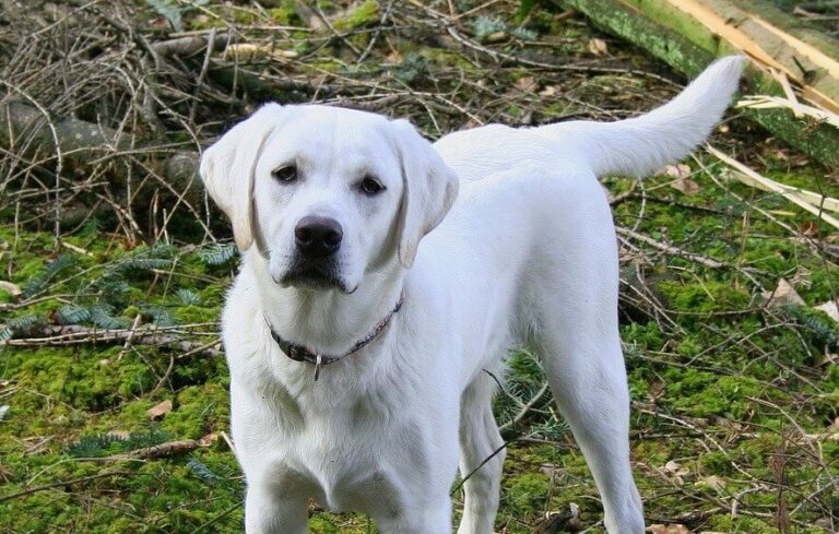 White Labradors: Guide to the White Lab