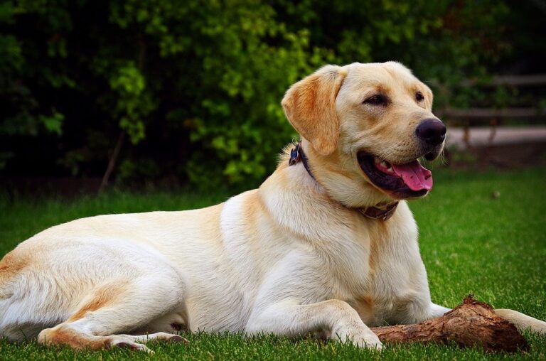Microchipping Your Dog: Costs & Benefits of Microchips For Labs