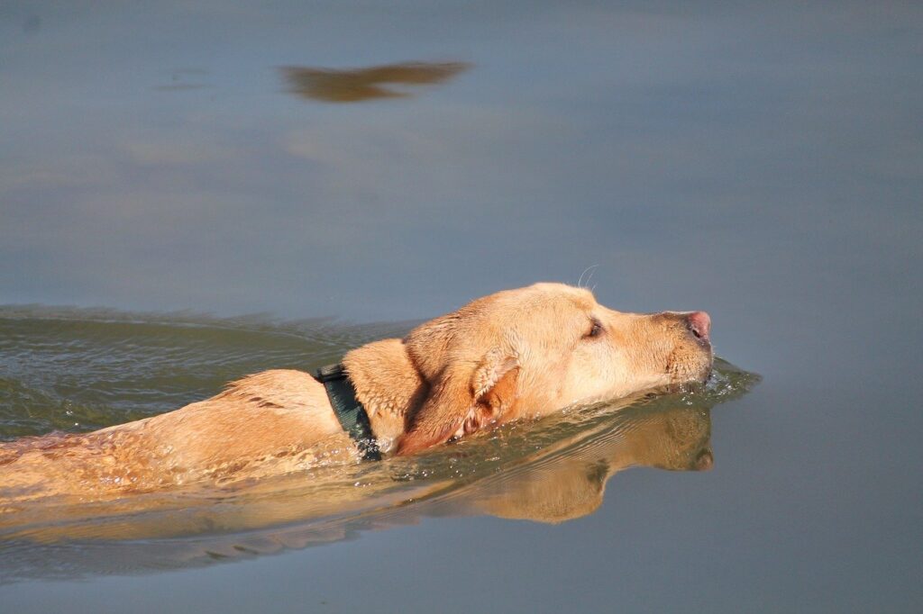 Yellow Labrador swimming in a body of water.