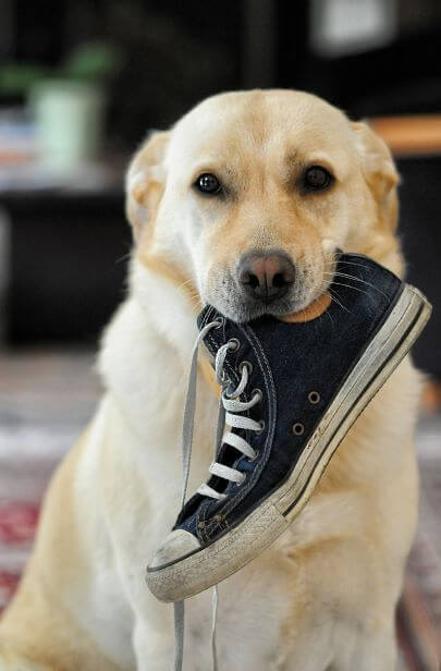 Yellow Lab sitting down holding a shoe in its mouth.