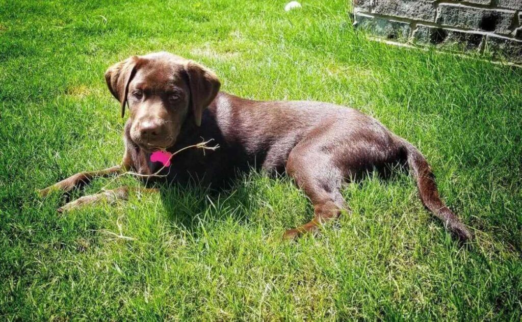 Chocolate Lab lying in the grass.