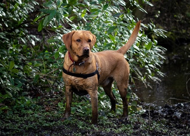 Fox Red Lab in the forest covered in mud.