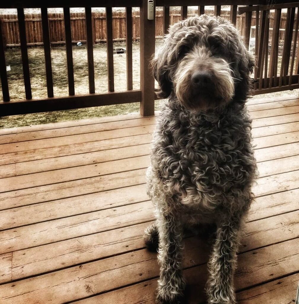 Chocolate Labradoodle sitting on a deck outside looking in.
