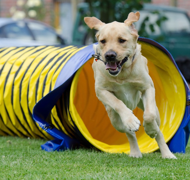 Yellow Labrador doing agility training and running through a tunnel.