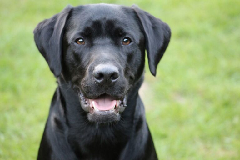 American vs. English Labradors: Which One Is Right for You?