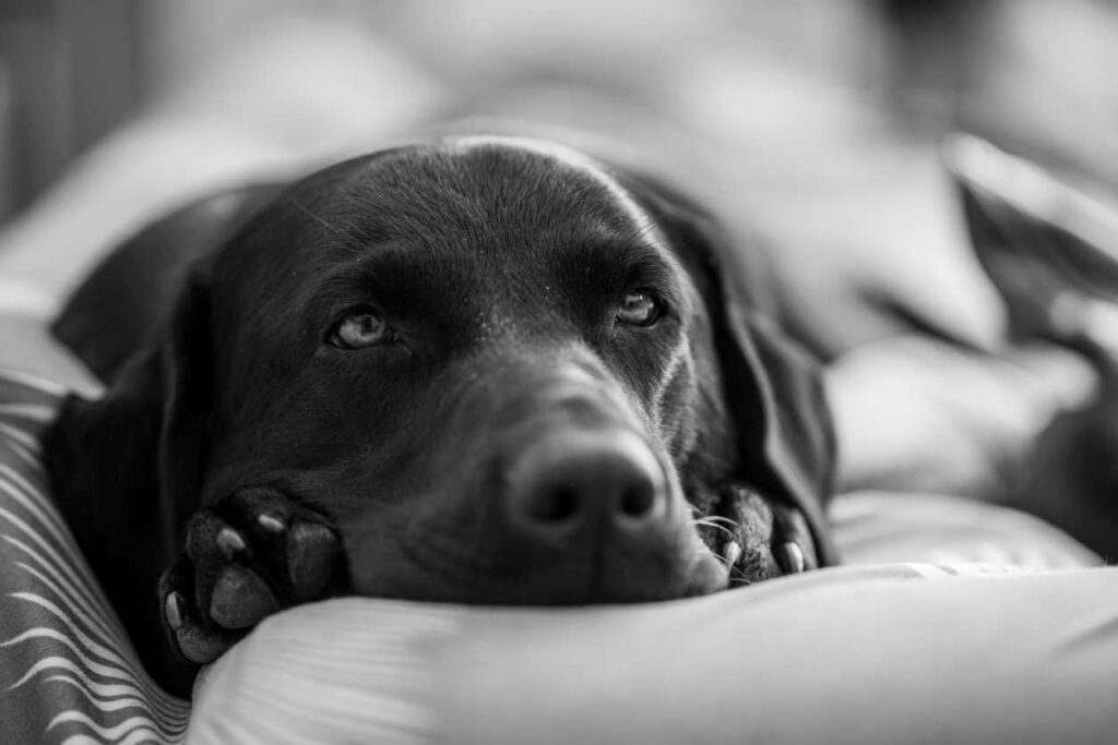 Black and white photo of black Lab lying on sheets.