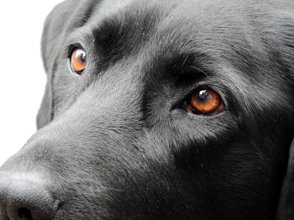 Close up photo of black Labrador face and eyes.
