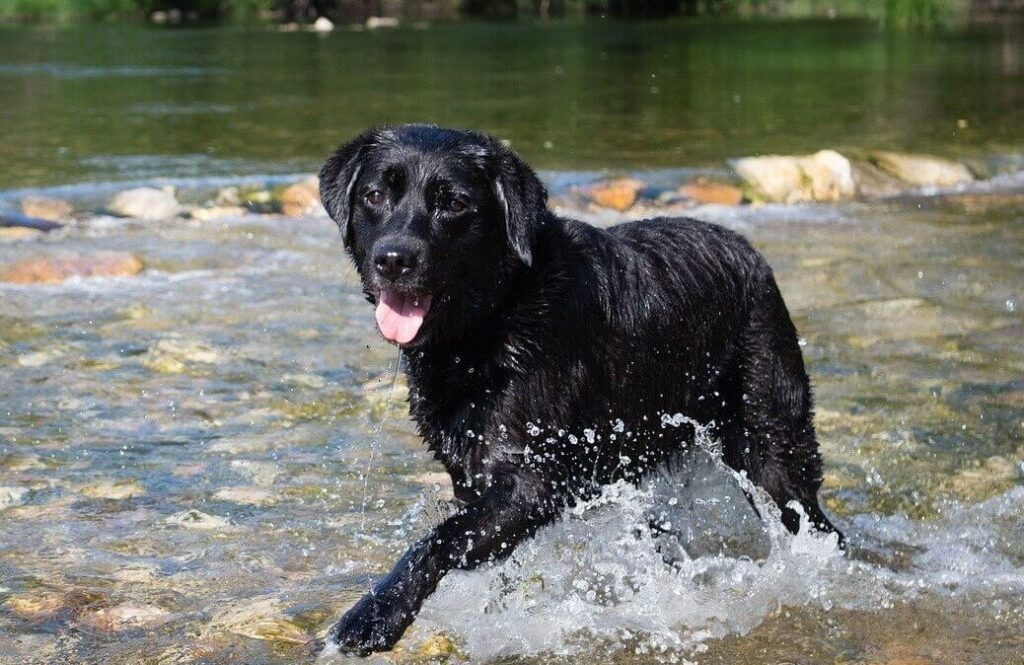 Black Labrador running through water.